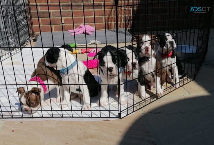 Boston puppies  for sale 