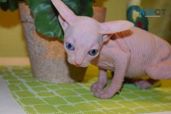  Sphynx Kittens 3 Girls And 1 Boy 