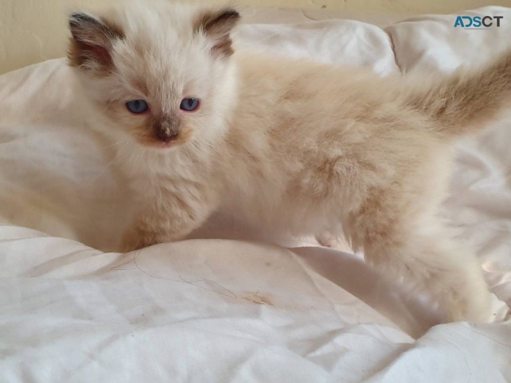 Ragdoll Kittens Gorgeous Babies.  