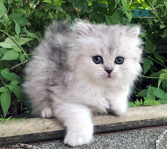 Pure Pedigree Chinchilla Persians Kitten