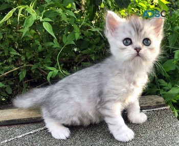 Pure Pedigree Chinchilla Persians Kitten