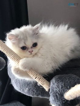 Pure Pedigree Chinchilla Persians Kitten