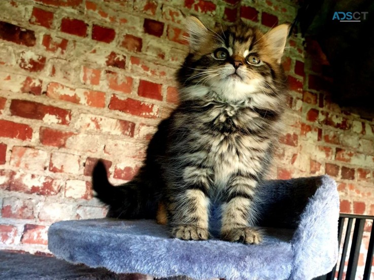 Gccf Maine Coon Kittens 