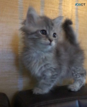 Gccf Maine Coon Kittens 