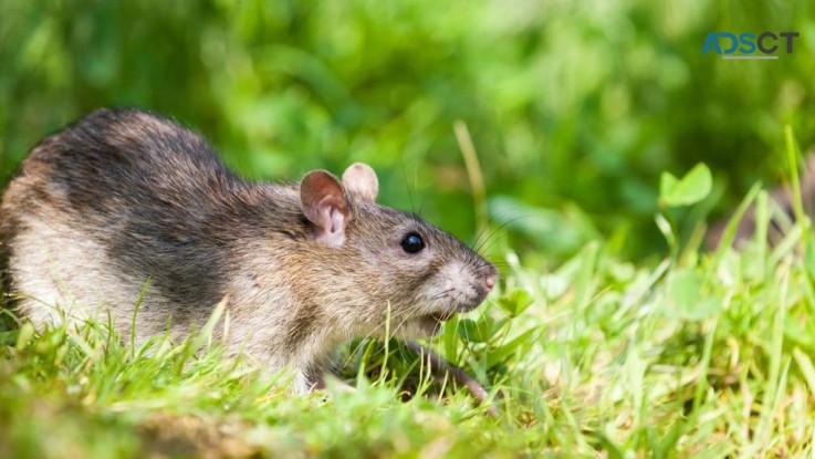 Rodent Control Brisbane