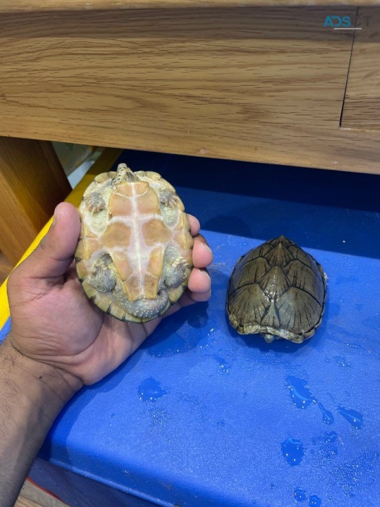 2 Razorback Musk Turtles  