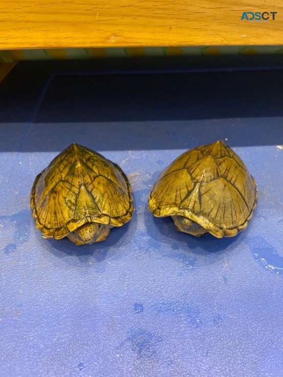 2 Razorback Musk Turtles 