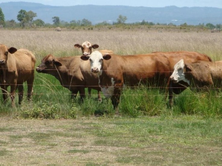 ARABLE LAND WITH WALSH RIVER ASPECT