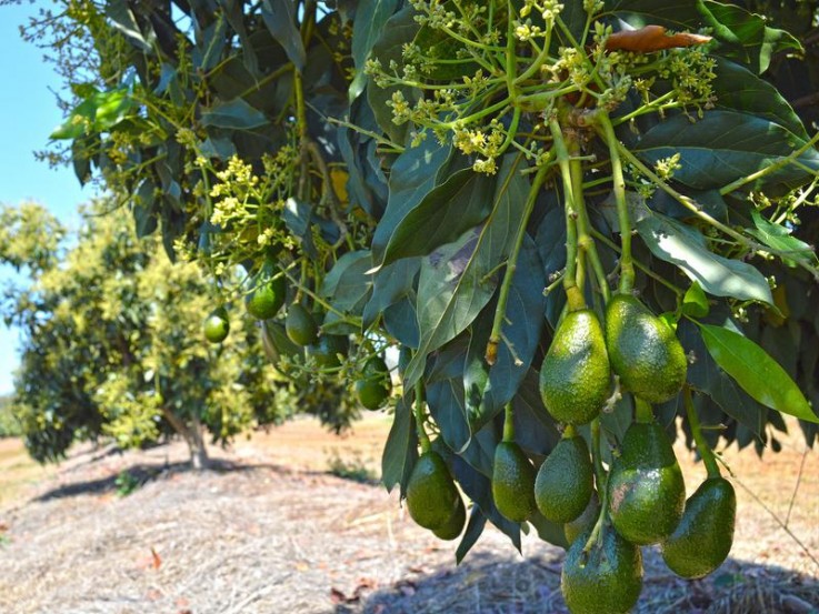 ESTABLISHED FARMING IN MAREEBA - ROOM FO