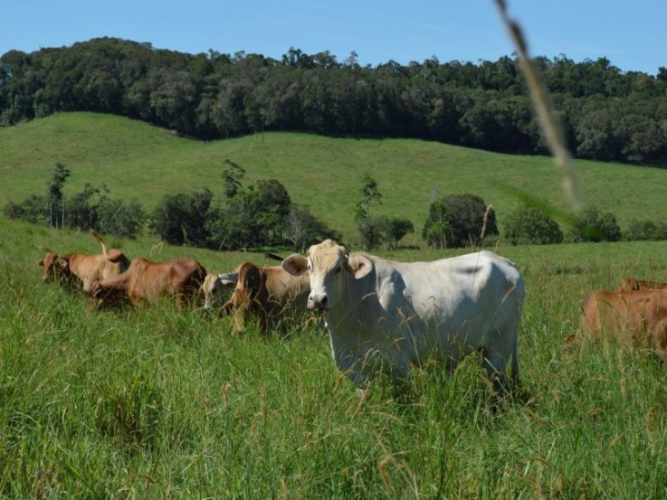 JULATTEN QUALITY CATTLE FATTENING PROPER