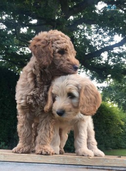 Australian Labradoodle Pups