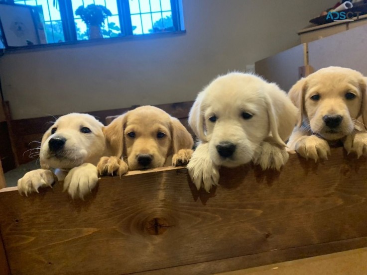 Cute Golden Retriever   puppies 