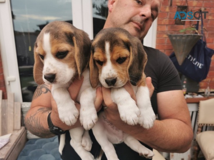 Stunning Beagle Puppies