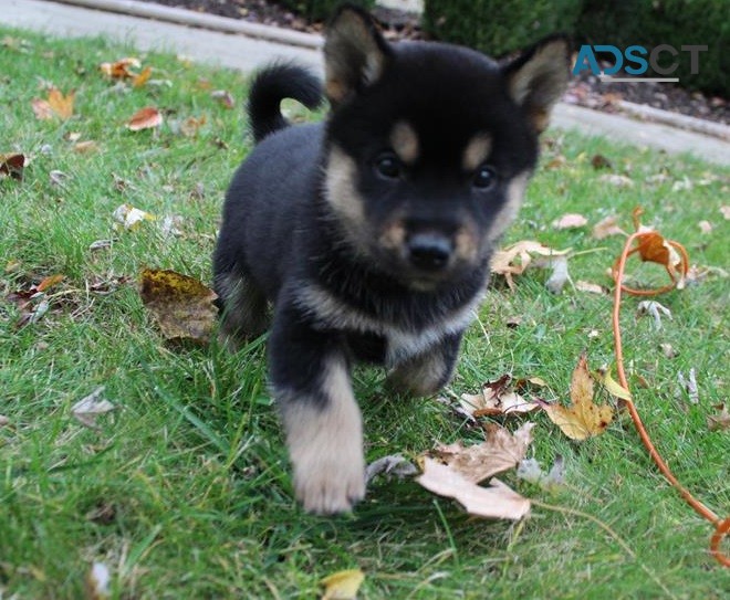  Jindo puppies for sale