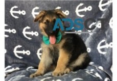 German Shepherd Puppies for Sale