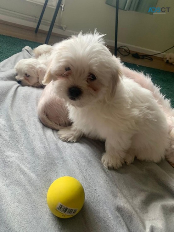 Family Raised Maltese Puppies