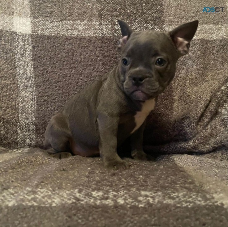 Blue Stafford Bull Terrier  Puppies