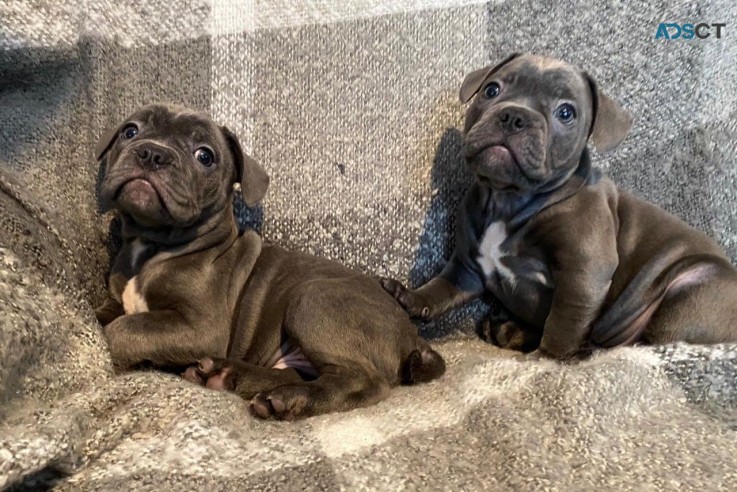 Blue Stafford Bull Terrier  Puppies