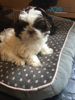 Shih tzu puppies