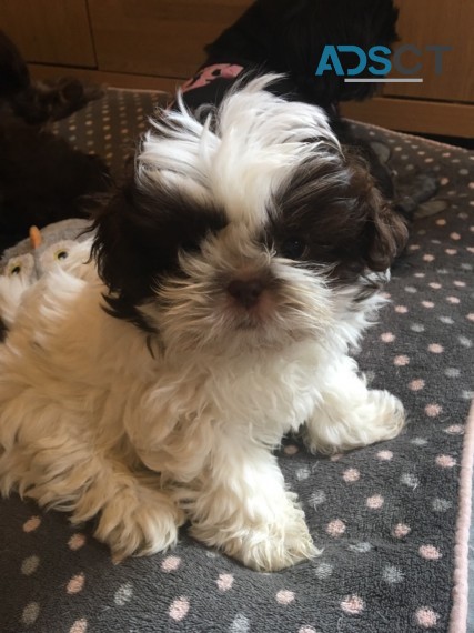 Shih tzu puppies