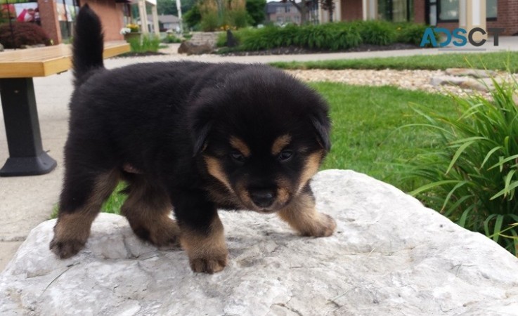  Jindo puppies for sale