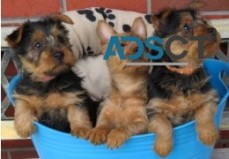 Australian Terrier Dogs