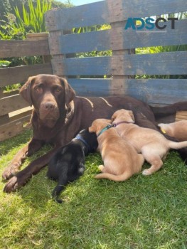 Labrador pupies available