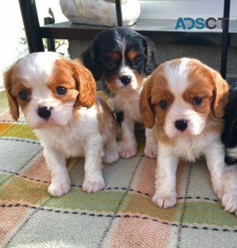 Cavalier King Charles Spaniel Puppies