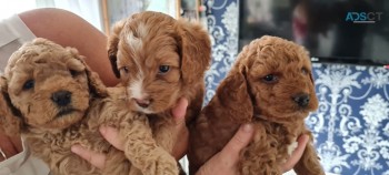 Apricot Cavapoo  Pups for sale