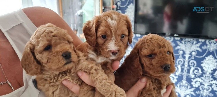 Apricot Cavapoo  Pups for sale