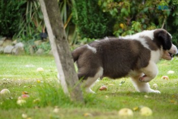 Marvelous Saint Bernard Puppies for sale