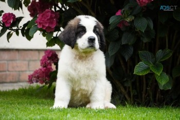 Marvelous Saint Bernard Puppies for sale