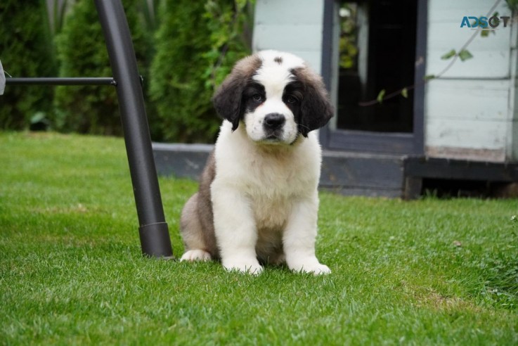 Marvelous Saint Bernard Puppies for sale