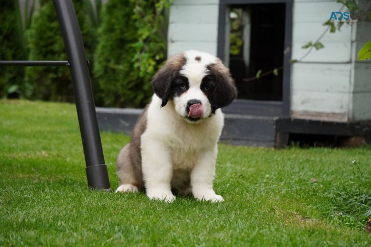 Marvelous Saint Bernard Puppies for sale