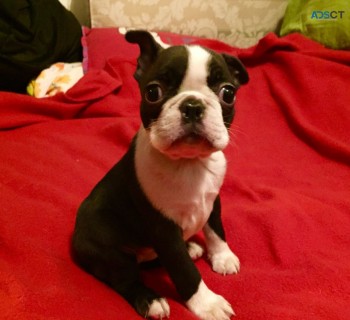 Adorable Boston terrier Puppies