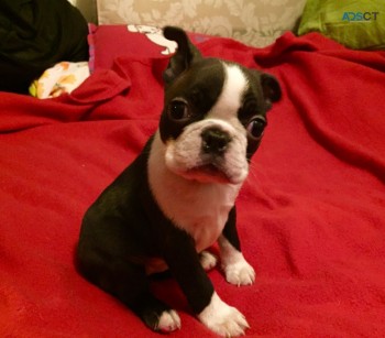 Adorable Boston terrier Puppies