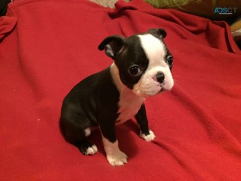 Adorable Boston terrier Puppies