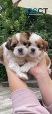 Beautiful Male and female Lhasa Apso pup