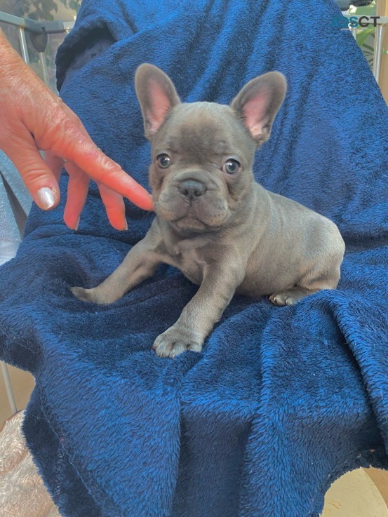 Quality French Bulldog For Sale (reduced