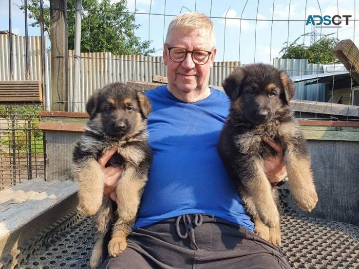 Lovely German Shepherd Puppy's