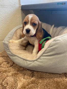 Beagle puppies for sale 