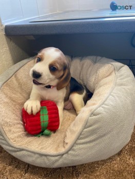 Beagle puppies for sale 