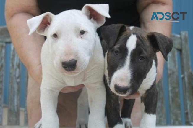 Bull Terrier puppies