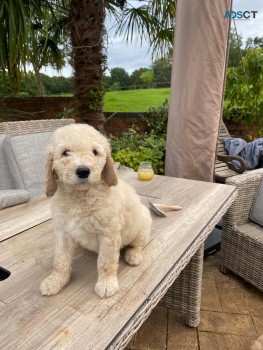 Goldendoodle puppies for sale 