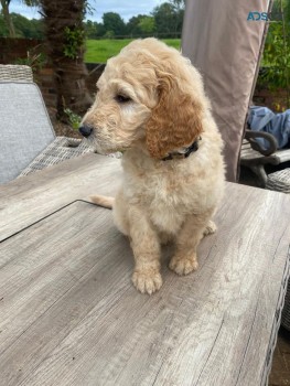 Goldendoodle puppies for sale 