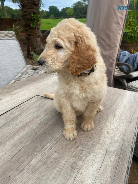 Goldendoodle puppies for sale 