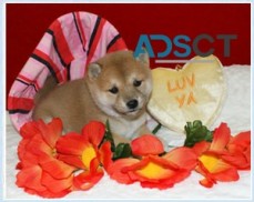 Gorgeous Shiba Inu puppies For Sale