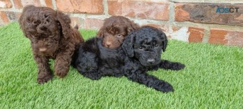 Cockapoo puppies for sale 