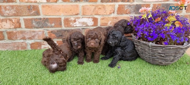 Cockapoo puppies for sale 