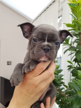  Quality French Bulldog  puppies